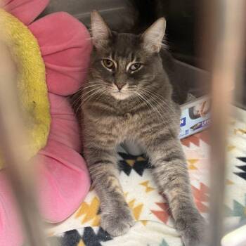 Rescue Domestic Medium Hair Cats for Adoption in Antioch, California - Ash | PetCurious