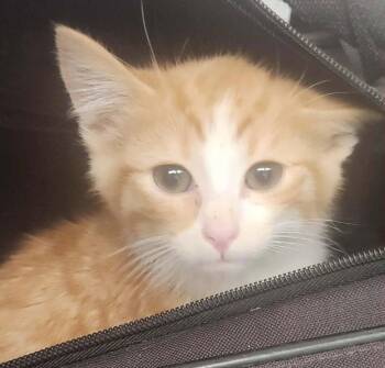 Vector -  Domestic Short Hair Cat for Adoption in Republic, Missouri - Vector | PetCurious