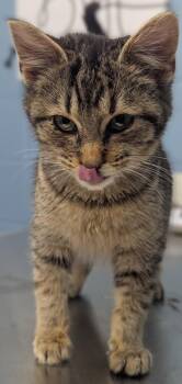 Domestic Short Hair Cats Available for Adoption - Pinocchio | PetCurious