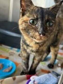Domestic Short Hair Cats Available for Adoption in Manitowoc, Wisconsin - Matilda | PetCurious