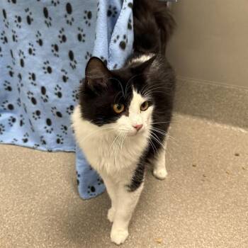 Domestic Short Hair Cats Available for Adoption - JACK SPARROW | PetCurious