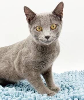 Russian Blue Cats Available for Adoption in Bedford Hills, New York - Clyde Is A Silver Delight!  Tiny Adorableness In A Silver Fuzzy  | PetCurious