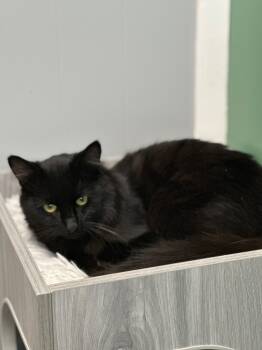 Rescue Domestic Long Hair Cats for Adoption in Waynesville, Missouri - Grindelwald | PetCurious