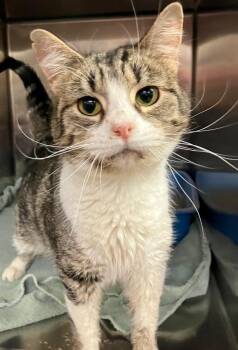 Poppins -  Domestic Short Hair Cat for Adoption in Lima, Ohio - Poppins | PetCurious