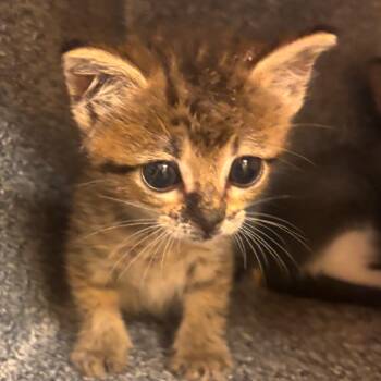 Orange Creamsicle Float -  Domestic Short Hair Cat for Adoption in Norman, Oklahoma - Orange Creamsicle Float | PetCurious