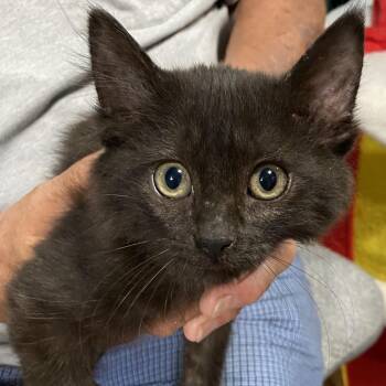 Nova -  Domestic Short Hair Cat for Adoption in Denison, Texas - Nova | PetCurious