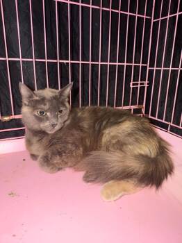 Domestic Medium Hair Cats Available for Adoption - Diamond | PetCurious