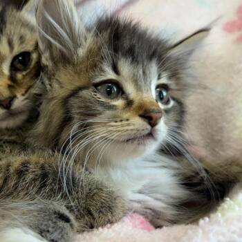 Spuds -  Domestic Long Hair Cat Available for Adoption in Jacksboro, Tennessee - Spuds | PetCurious