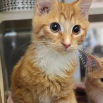 Domestic Medium Hair Cats Available for Adoption in Gloucester, Virginia - Nacho Business | PetCurious