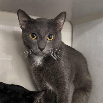 Daniel -  Domestic Short Hair Cat for Adoption in Fairport, New York - Daniel | PetCurious