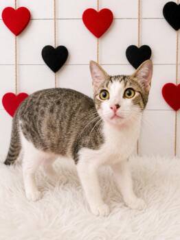 Rarity -  Domestic Short Hair Cat for Adoption in Corpus Christi, Texas - Rarity | PetCurious