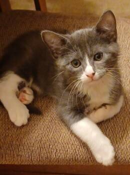 Rescue Domestic Short Hair Cats for Adoption in Bossier City, Louisiana - Quinn | PetCurious