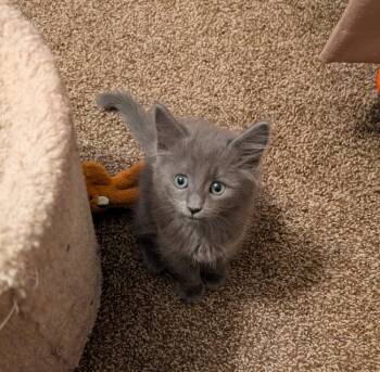 Okarun -  Domestic Short Hair Cat Available for Adoption in Lincoln, Nebraska - Okarun | PetCurious