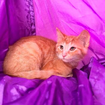 Bermuda Weeds 56505 -  Domestic Short Hair Cat for Adoption in Eaton Rapids, Michigan - Bermuda Weeds 56505 | PetCurious