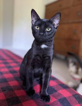 Bruce -  Domestic Short Hair Cat for Adoption in Bellmawr, New Jersey - Bruce | PetCurious