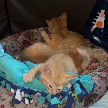 Lantz -  Domestic Short Hair Cat for Adoption in Madison, Wisconsin - Lantz | PetCurious