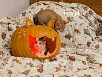 Rescue Calico and Tabby Cats for Adoption in Greenville, Delaware - Cranberry (FCID# 11/17/2025 - 64 Christiana PS) | PetCurious