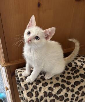 Gretel -  Siamese Cat for Adoption in Andalusia, Pennsylvania - Gretel | PetCurious