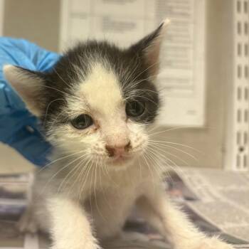 Chad -  Domestic Short Hair Cat for Adoption in Yuma, Arizona - Chad | PetCurious
