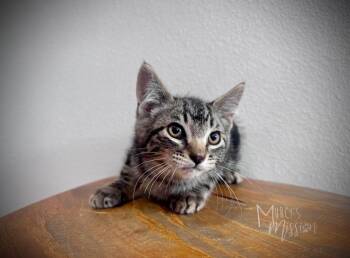 Scout -  Domestic Short Hair Cat for Adoption in Spokane, Washington - Scout | PetCurious