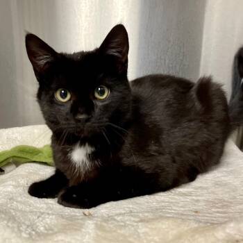 Rescue Domestic Short Hair Cats for Adoption in East Hampton, New York - Reacher | PetCurious