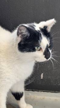 Domestic Medium Hair Cats Available for Adoption in Saint Francisville, Louisiana - Noreen | PetCurious