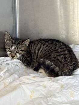 Domestic Short Hair Cats Available for Adoption in West Chester, Pennsylvania - Summer | PetCurious