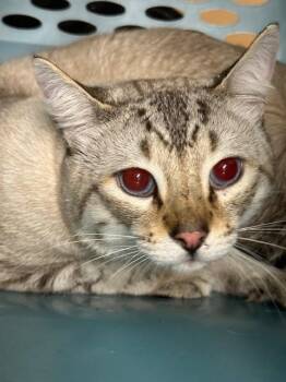 Siamese Cats Available for Adoption - OLIE | PetCurious