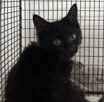 ROSEANNE -  Domestic Short Hair Cat for Adoption in Fort Lauderdale, Florida - ROSEANNE | PetCurious