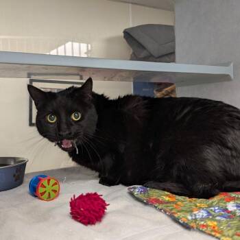 Domestic Short Hair Cats Available for Adoption - Zain | PetCurious