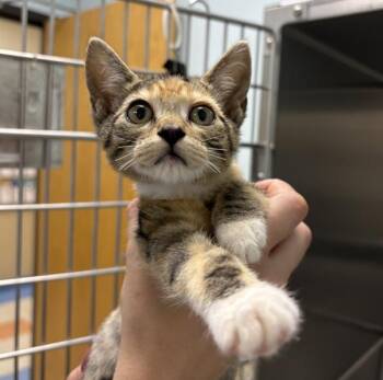 Dinah -  Domestic Short Hair Cat for Adoption in Sioux City, Iowa - Dinah | PetCurious