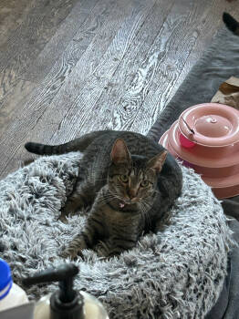 Rescue Domestic Short Hair Cats for Adoption in Parkville, Maryland - Dewdrop | PetCurious