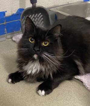 Domestic Short Hair Cats Available for Adoption in Alexandria, Virginia - Waylon | PetCurious