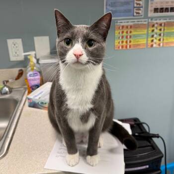 Pudge -  Domestic Short Hair Cat for Adoption in New Castle, Delaware - Pudge | PetCurious