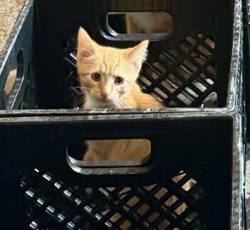 Rescue Tabby Cats for Adoption in Arnold, Missouri - Moose | PetCurious