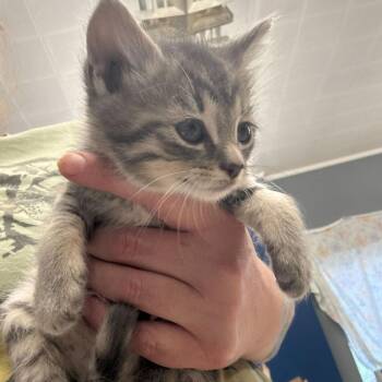 Domestic Short Hair Cats Available for Adoption in Summerlee, West Virginia - Mika | PetCurious