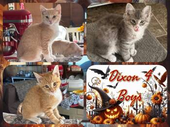 Dixon 4 Boys -  Domestic Short Hair Cat for Adoption in Corinth, New York - Dixon 4 Boys | PetCurious