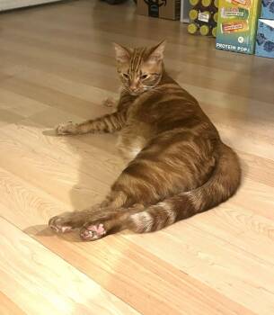 Copper -  Domestic Short Hair Cat for Adoption in Las Vegas, Nevada - Copper | PetCurious