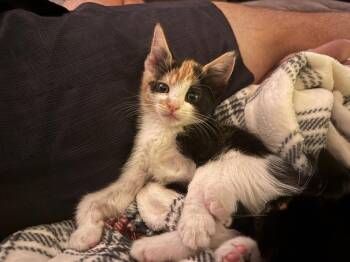 Domestic Short Hair Cats Available for Adoption - Boots 6 | PetCurious