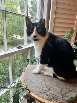 Rescue Domestic Short Hair Cats for Adoption in Camden, South Carolina - Mr. Friendly | PetCurious