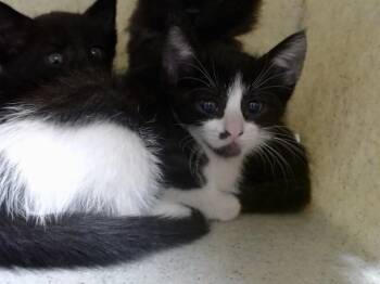 A552580 -  Domestic Short Hair Cat for Adoption in Moreno Valley, California - A552580 | PetCurious