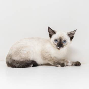 Topaz -  Siamese Cat for Adoption in Trophy Club, Texas - Topaz | PetCurious