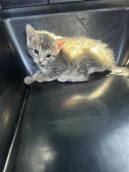 DUDE -  Domestic Short Hair Cat for Adoption in San Antonio, Texas - DUDE | PetCurious