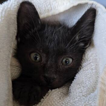 Joey -  Domestic Short Hair Cat for Adoption in League City, Texas - Joey | PetCurious