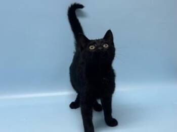 Coco Puff -  Domestic Short Hair Cat for Adoption in Golden Valley, Minnesota - Coco Puff | PetCurious