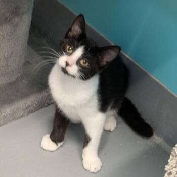 Courtney -  Domestic Short Hair Cat for Adoption in Cape Girardeau, Missouri - Courtney | PetCurious