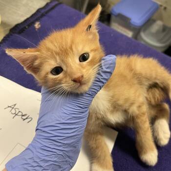 Aspen -  Domestic Short Hair Cat for Adoption in Charlottesville, Virginia - Aspen | PetCurious