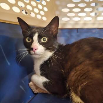 Jubilee -  Domestic Short Hair Cat for Adoption in Hanna City, Illinois - Jubilee | PetCurious