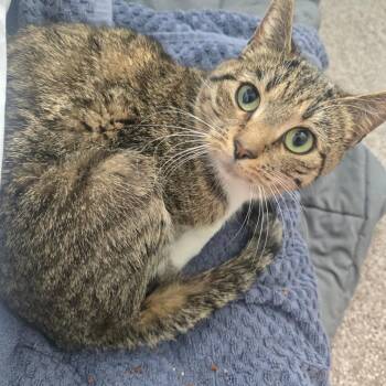 Domestic Short Hair Cats Available for Adoption in Eagle Mountain, Utah - Tilly Tiner | PetCurious