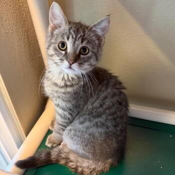 Drifter -  Domestic Medium Hair Cat for Adoption in Mankato, Minnesota - Drifter | PetCurious